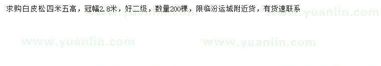 求購高4.5米白皮松