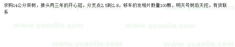 求購14公分欒樹
