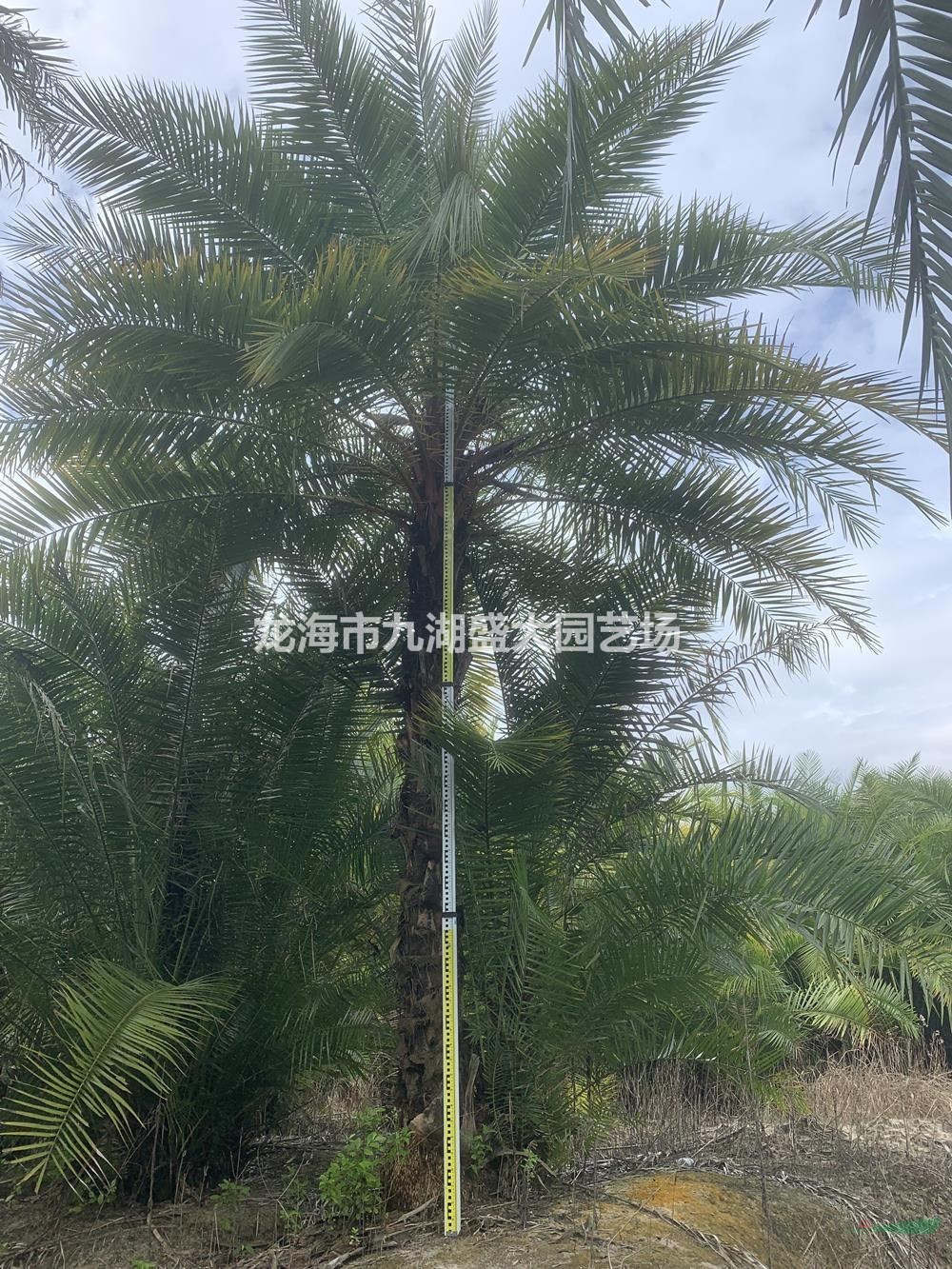 伊拉克蜜棗樹品相好-伊拉克蜜棗樹適應(yīng)強(qiáng)易種植