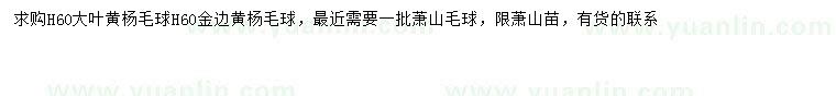 求購高60公分大葉黃楊球、金邊黃楊球