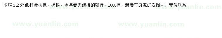 求購5公分金枝槐