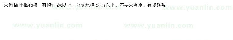 求購冠幅1.5米以上榆葉梅