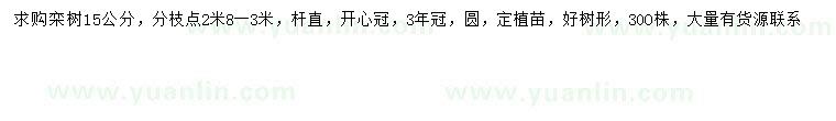 求購15公分欒樹