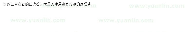 求購2米左右白皮松
