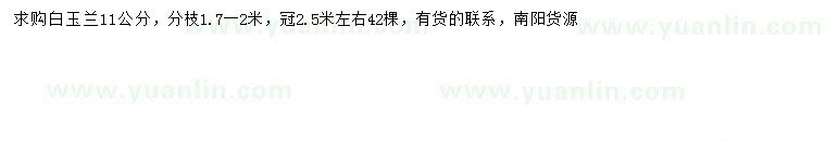 求購11公分白玉蘭
