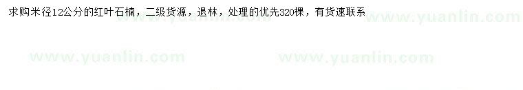 求購米徑12公分紅葉石楠