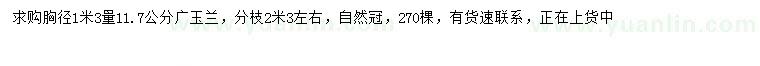 求購1.3米量11.7公分廣玉蘭