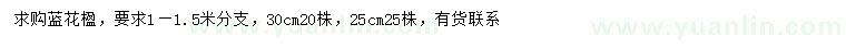 求購25、30公分藍(lán)花楹