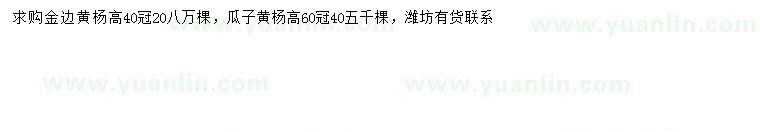 求購(gòu)高40公分金邊黃楊、高60公分瓜子黃楊