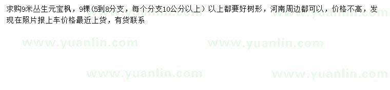 求購9米叢生元寶楓