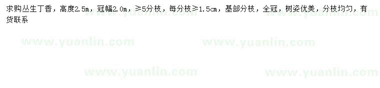 求購冠幅2米叢生丁香