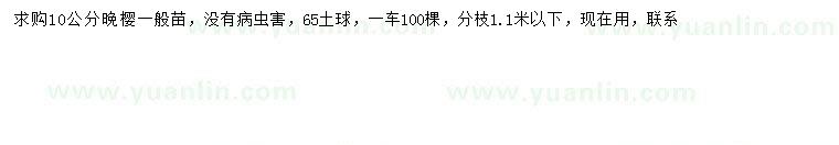 求購10公分晚櫻