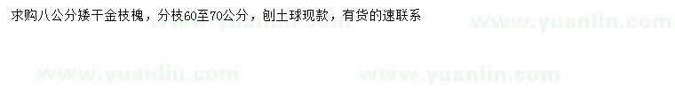 求購8公分金枝槐