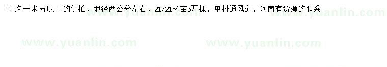求購1.5米以上側(cè)柏