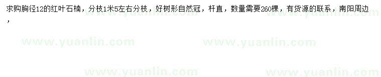 求購胸徑12公分紅葉石楠