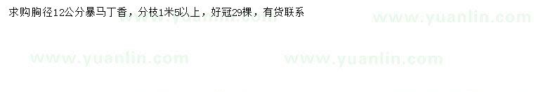 求購胸徑12公分暴馬丁香