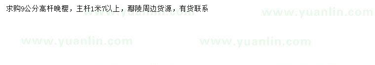 求購(gòu)9公分高桿晚櫻