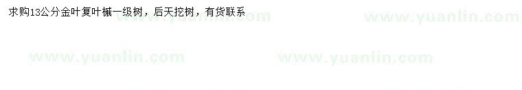 求購(gòu)13公分金葉復(fù)葉槭
