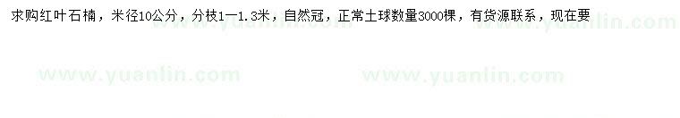 求購米徑10公分紅葉石楠