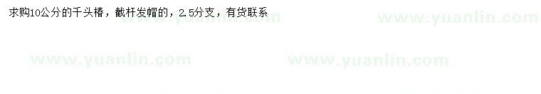 求購10公分千頭椿