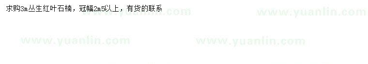 求購3米叢生紅葉石楠