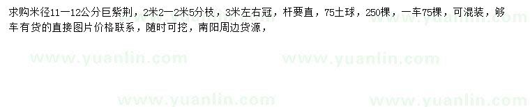 求購(gòu)米徑11-12公分巨紫荊