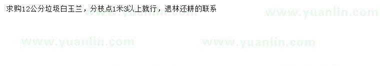 求購(gòu)12公分白玉蘭