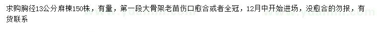 求購胸徑13公分麻楝