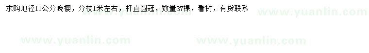 求購地徑11公分晚櫻