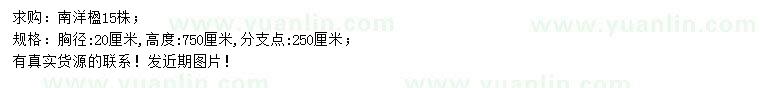 求購胸徑20公分南洋楹