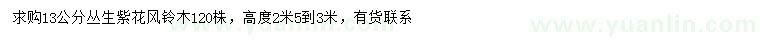 求購13公分叢生紫花風(fēng)鈴木