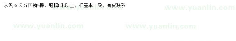 求購30公分國槐