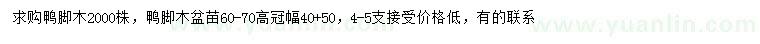 求購高60-70公分鴨腳木