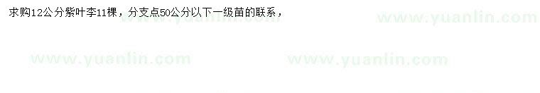 求購12公分紫葉李