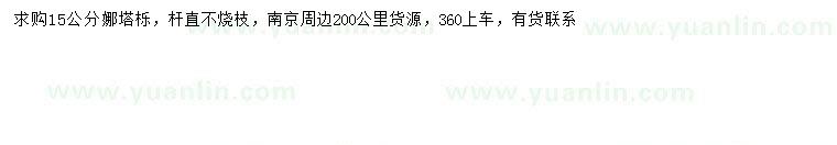 求購15公分娜塔櫟