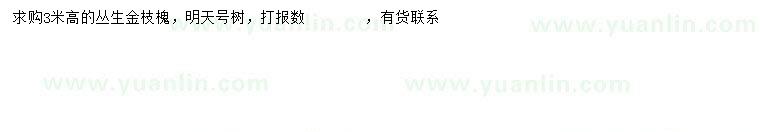 求購高3米叢生金枝槐