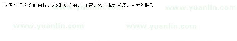 求購15公分金葉白蠟