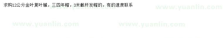 求購12公分金葉復葉槭