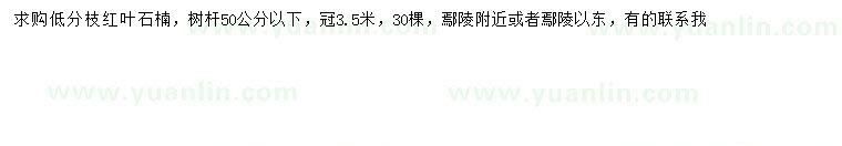 求購冠幅3.5米紅葉石楠
