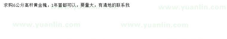 求購6公分高桿黃金槐