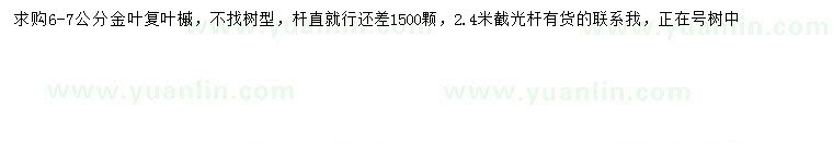 求購(gòu)6-7公分金葉復(fù)葉槭