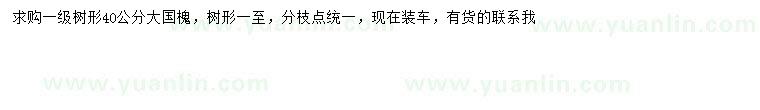 求購40公分國槐
