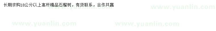 求購(gòu)18公分以上高桿石榴樹(shù)