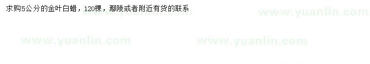 求購5公分金葉白蠟