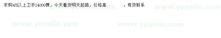 求購45公分以上衛(wèi)矛