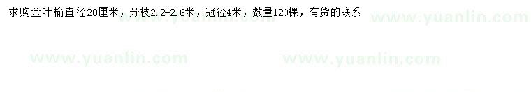 求購20公分金葉榆