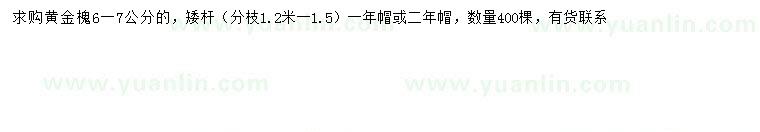 求購(gòu)6-7公分黃金槐