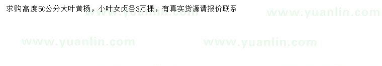 求購高50公分大葉黃楊