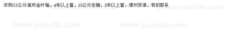 求購13公分高桿金葉榆