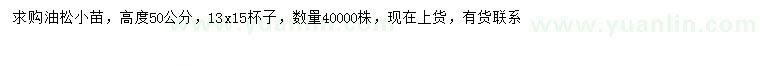 求購(gòu)高50公分油松小苗